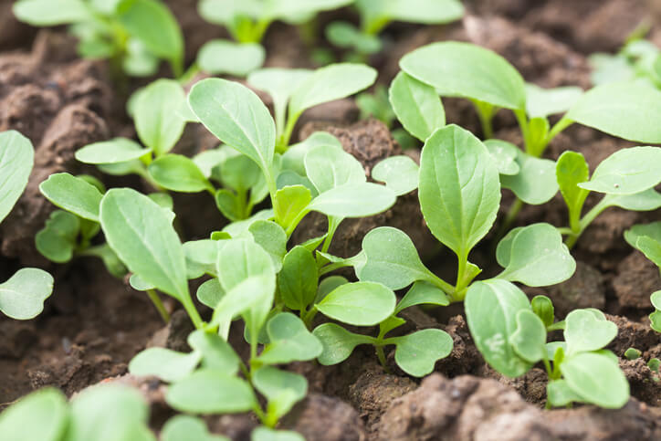 Fachgerechter Anbau im Freiland
