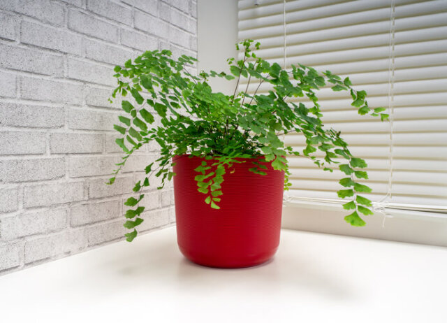 Frauenhaarfarne - Bewässerung, Düngergaben, Beschnitt, etc.