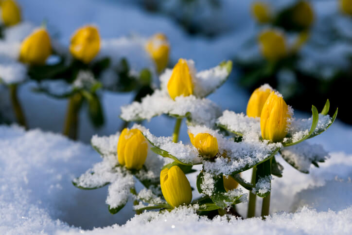 Frostfeste Gewächse