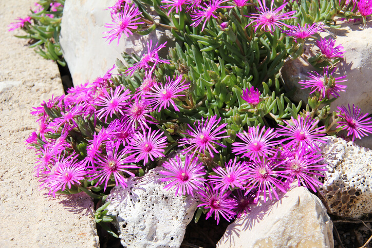Garten-Mittagsblumen (Mesembryanthemum criniflorum)