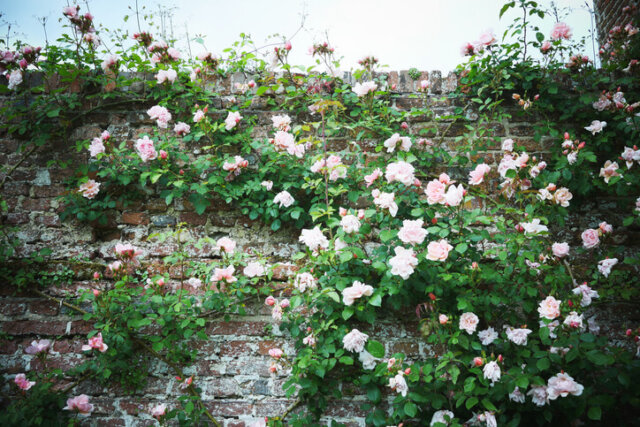 Gartenmauern - welche Höhen dürfen sie haben