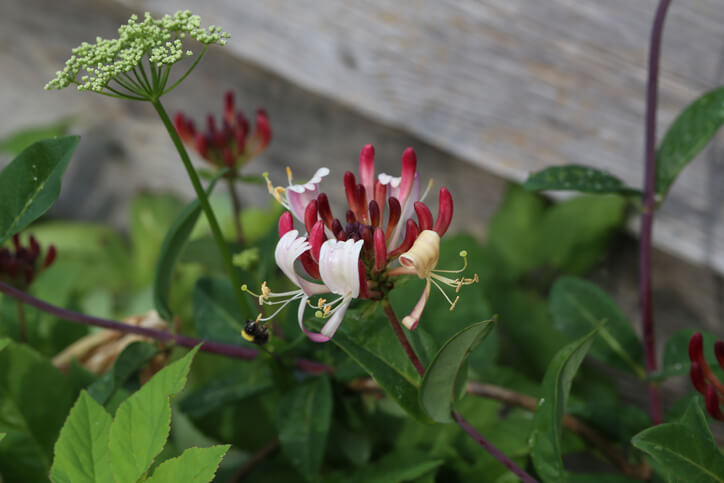 Geeignetes Pflanzgefäße