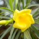 Gelber Oleander - Giftigkeit und Aussaat