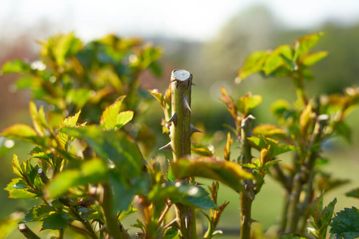 Gründe für einen Winterbeschnitt