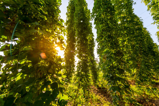Hopfen als Sichtschutz - Pflanzung und Pflege