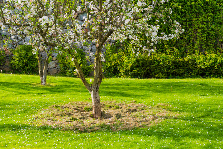 Ideale Bodenbedingungen