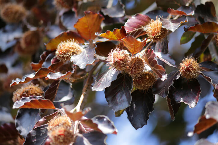 Idealer Pflanzzeitpunkt