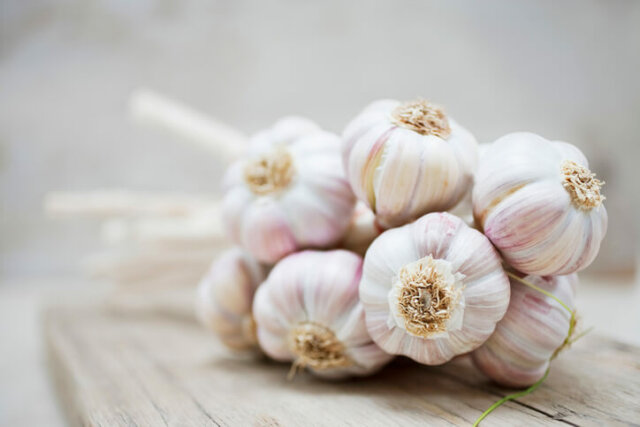 Knoblauch - Vermehrungsmethoden