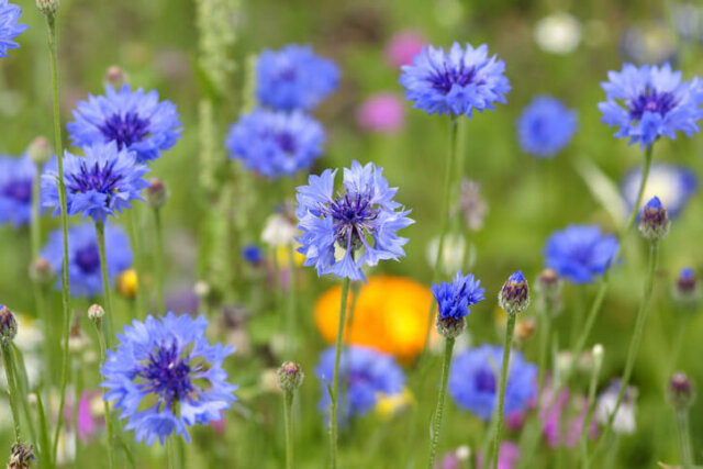 Kornblumen - so trocknet man sie richtig!
