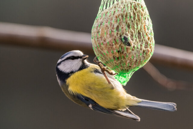 Meisenknödel - Wissenswertes, Zubereitung, Zutaten