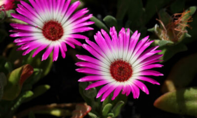 Mittagsblumen (Mesembryanthemum) - sind sie winterhart oder frostempfindlich