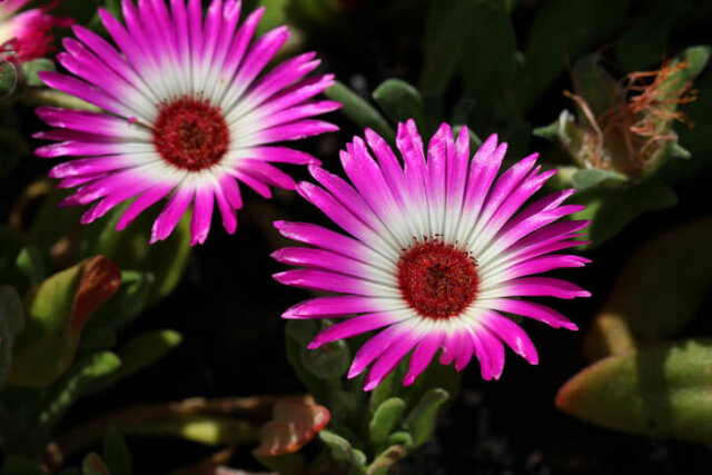 Mittagsblumen (Mesembryanthemum) - sind sie winterhart oder frostempfindlich