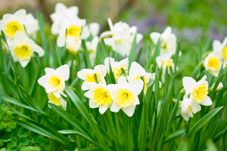 Narcissus ‘Laurens Koster’