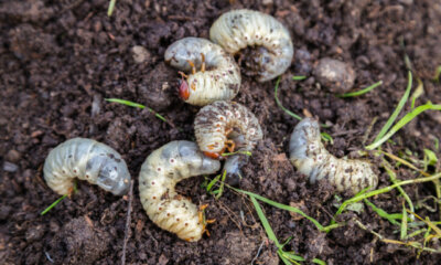 Nematoden gegen Engerlinge - die Wirkung der Fadenwürmer