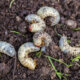 Nematoden gegen Engerlinge - die Wirkung der Fadenwürmer