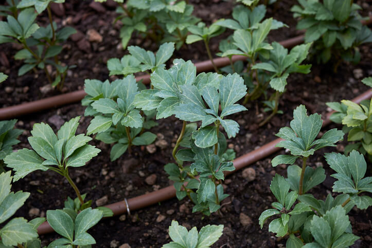 Pflege nach der Pflanzung
