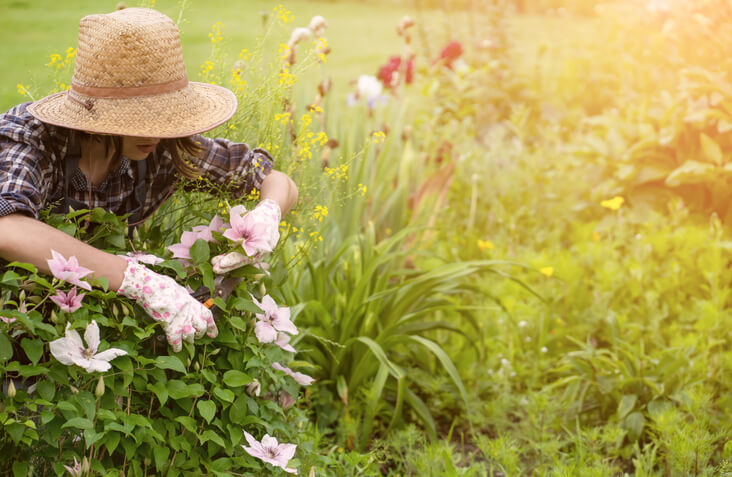 Pflege und Beschnitt