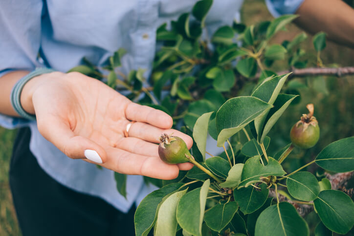 Pflege von Kübelpflanzen