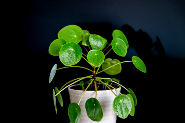 Pilea (Ufopflanze) - Vermehrung über Ableger