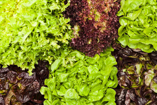 Salat - korrekte Düngergaben