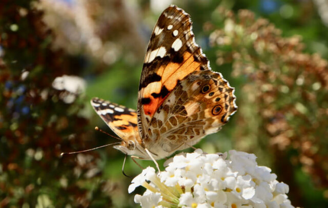 Schmetterlinge - so locken Sie die Insekten in Ihren Garten!