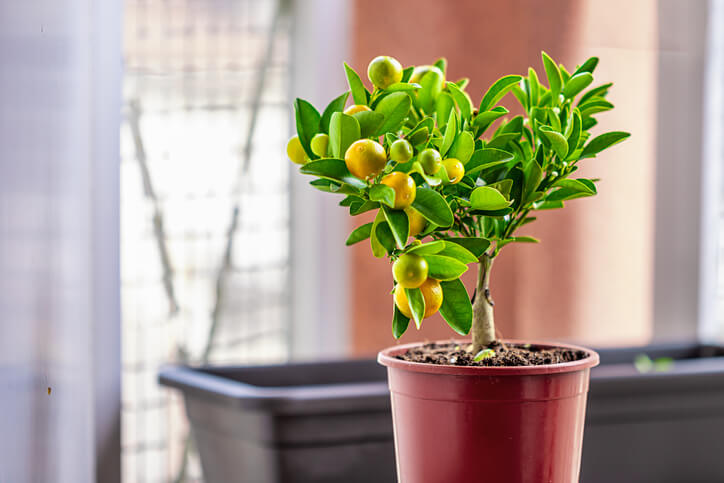 Schnittanleitung für Calamondin-Bonsais