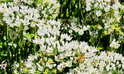 Schnittknoblauch (Allium tuberosum) - Pflanz-Ratgeber