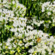 Schnittknoblauch (Allium tuberosum) - Pflanz-Ratgeber
