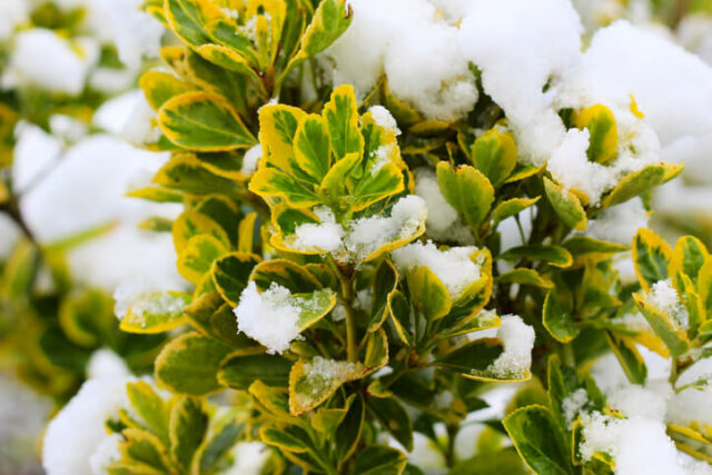 Spindelstrauch - Wissenswertes zur Winterhärte und Überwinterung