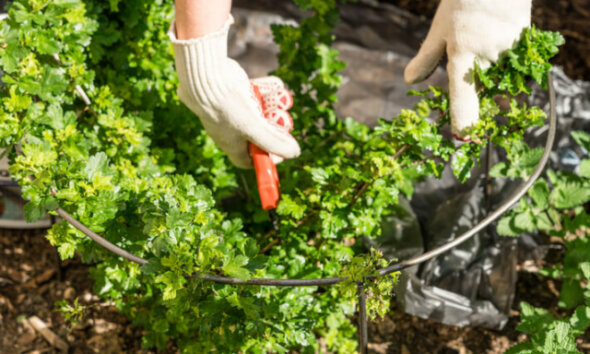 ᐅ Stachelbeeren - Herstellung von leckerem Saft