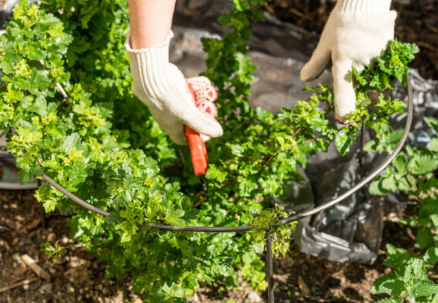 Stachelbeeren - Beschnitt von Hochstämmen