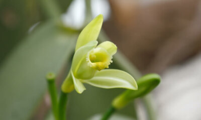 Vanille-Orchidee - wichtige Pflegetipps