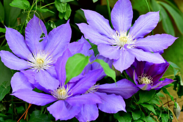 Waldreben - Anzucht, Kultur und Pflege auf dem Balkon