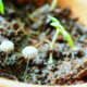 Weiße Pilze in Pflanzgefäßen - Gründe und Gegenmaßnahmen