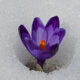 Blumen im Garten - was bedeuten die Bezeichnungen winterhart und winterfest?