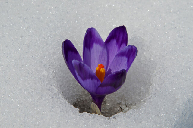 Blumen im Garten - was bedeuten die Bezeichnungen winterhart und winterfest?