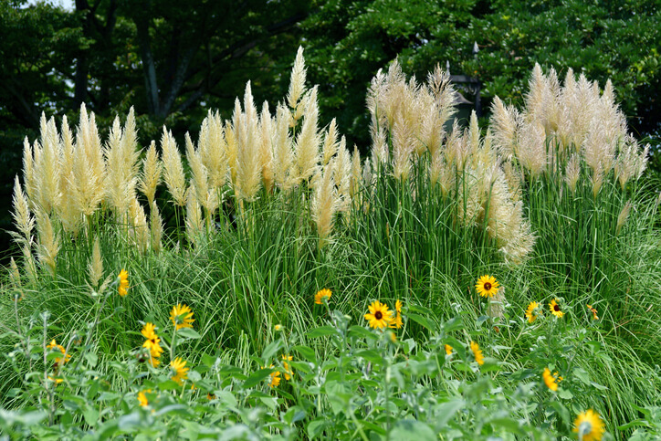 Abwechslung für heimische Gärten