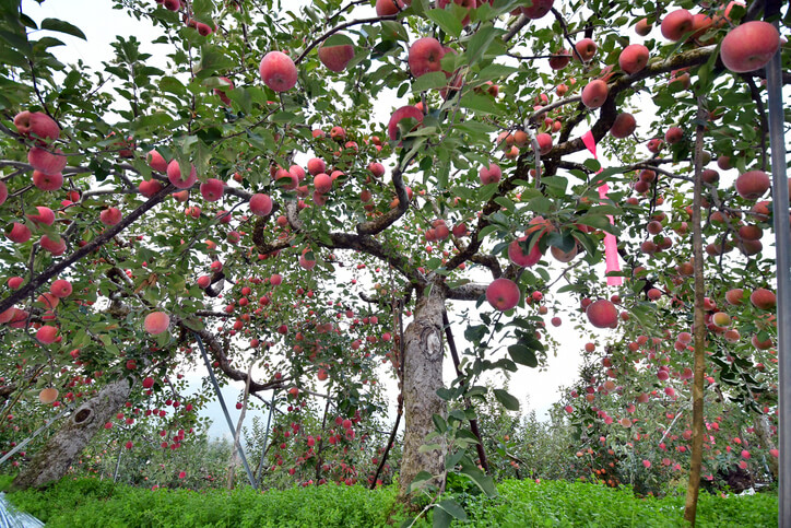 Alte, regionale Sorten