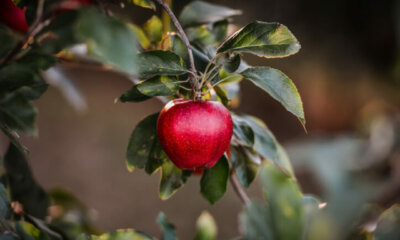 Apfelbaum - richtige Pflanzung alter Sorten