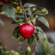 Apfelbaum - richtige Pflanzung alter Sorten
