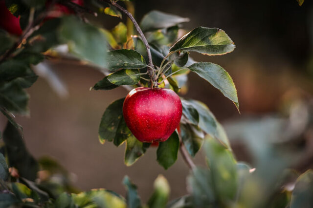 Apfelbaum - richtige Pflanzung alter Sorten