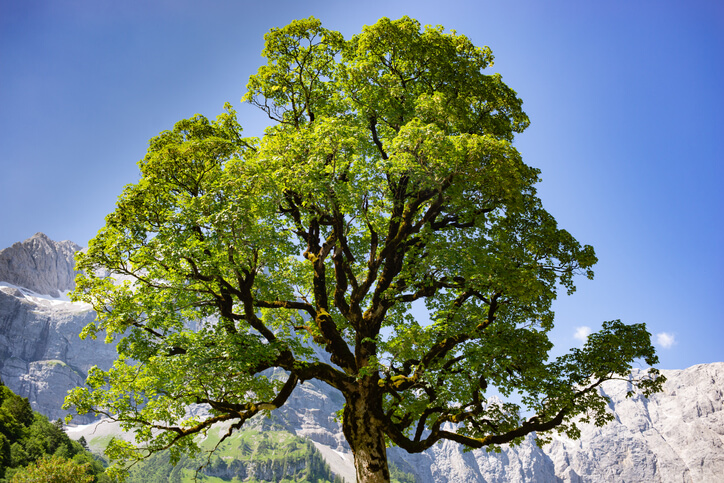 Attraktive Bäume in Parks und Gärten