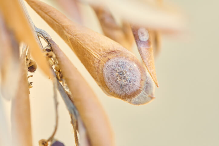 Augenfleckenkrankheit