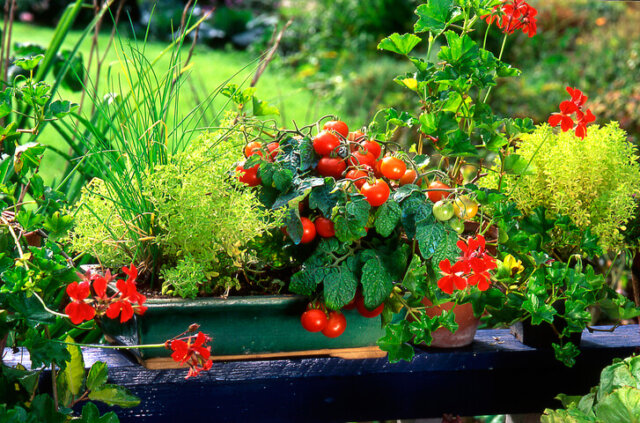 Balkontomaten - Kultur im Kübel