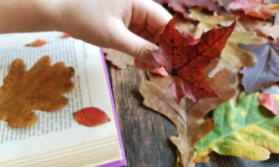 Blätter - Kunst aus Blättern konservieren