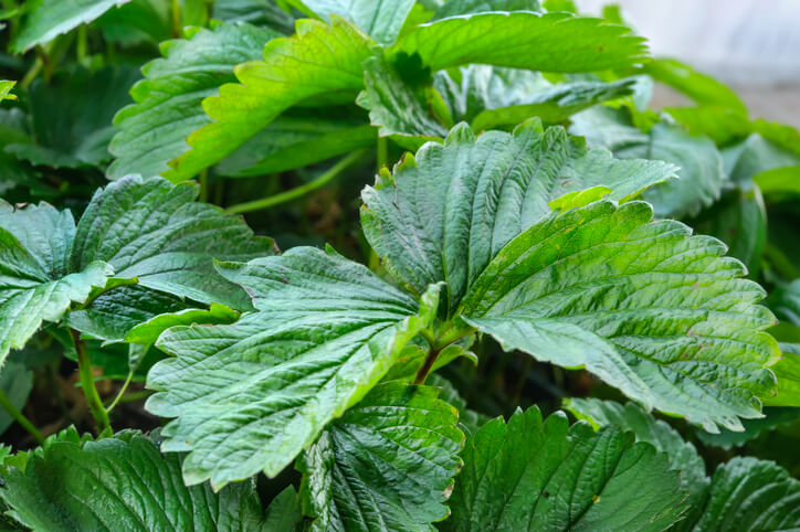 Blatt- (Aphelenchoides) und Stängelälchen (Ditylenchus)