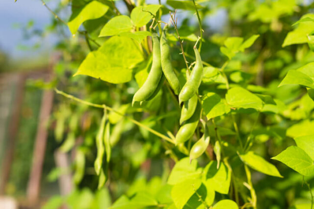 Bohnen - warum keimen sie nicht und was kann man dagegen tun
