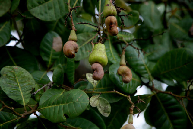 Cashewkerne - richtige Ernte