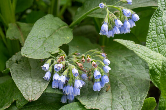 ᐅ Echter Beinwell Anwendungsmöglichkeiten und Wirkung