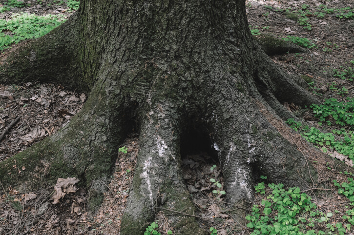 Einbeziehen des Wurzelwerks in die Kultur